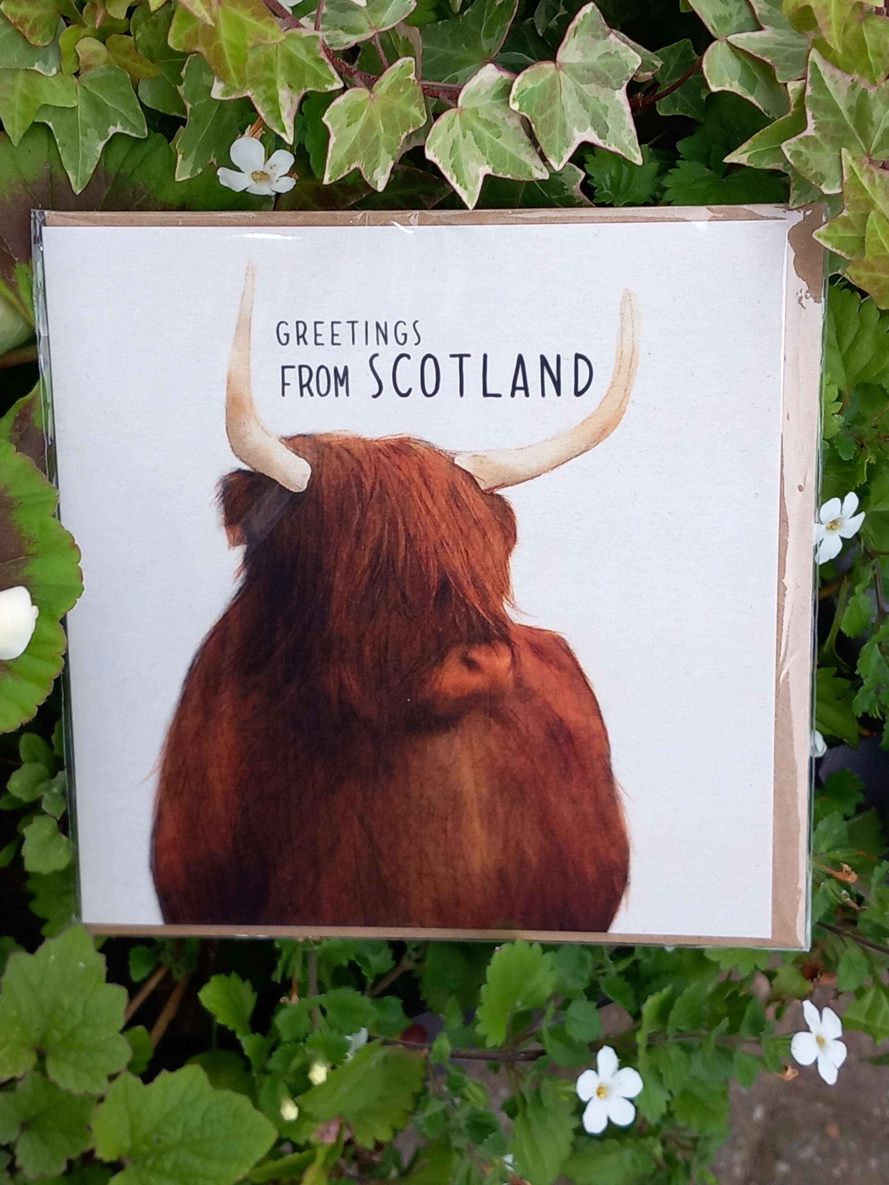 'Greetings from Scotland' Highland Cow Card by Ilana Ewing