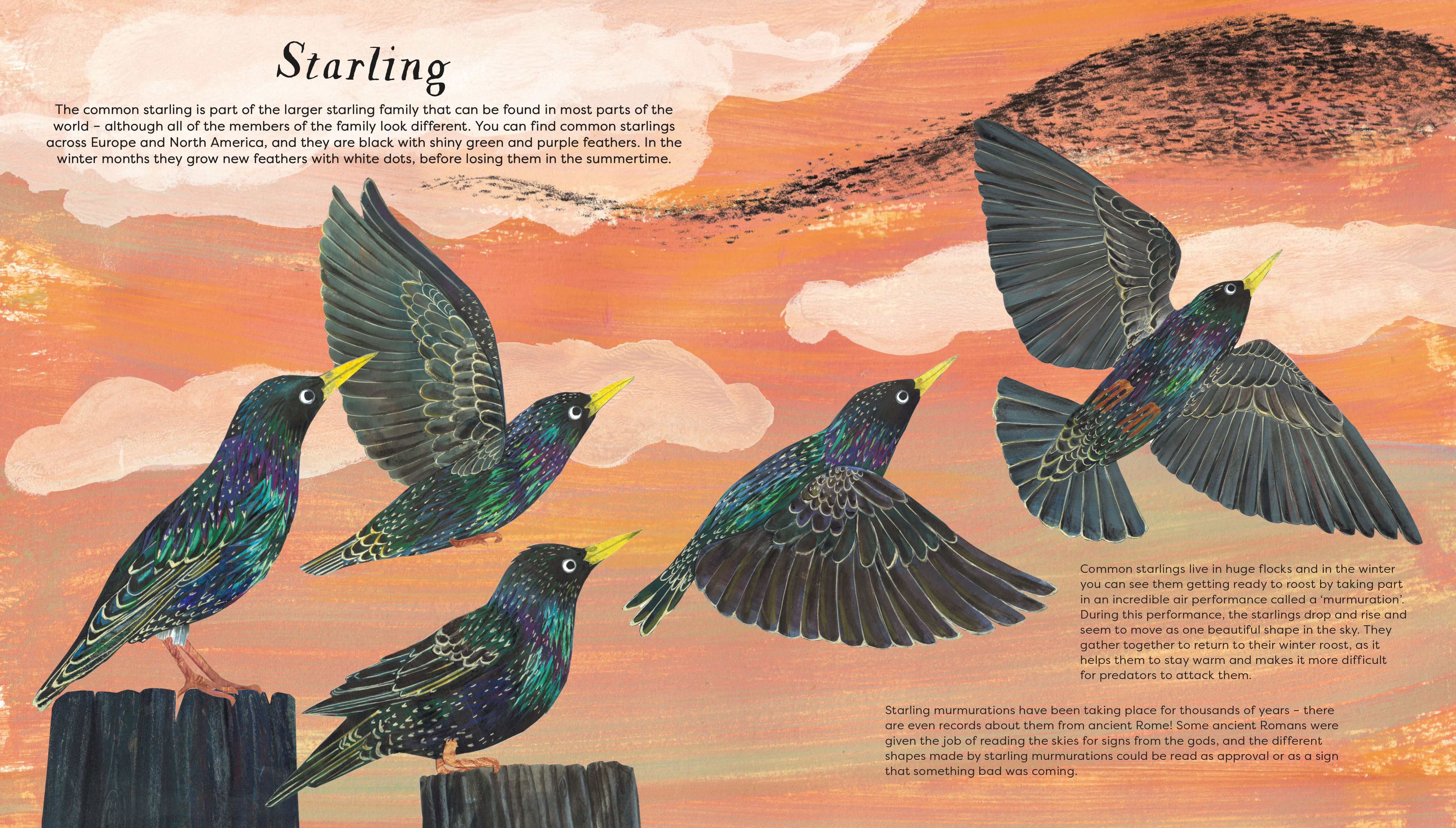BIRDS OF A FEATHER (PRESS OUT) (NATIONAL TRUST) (HB)