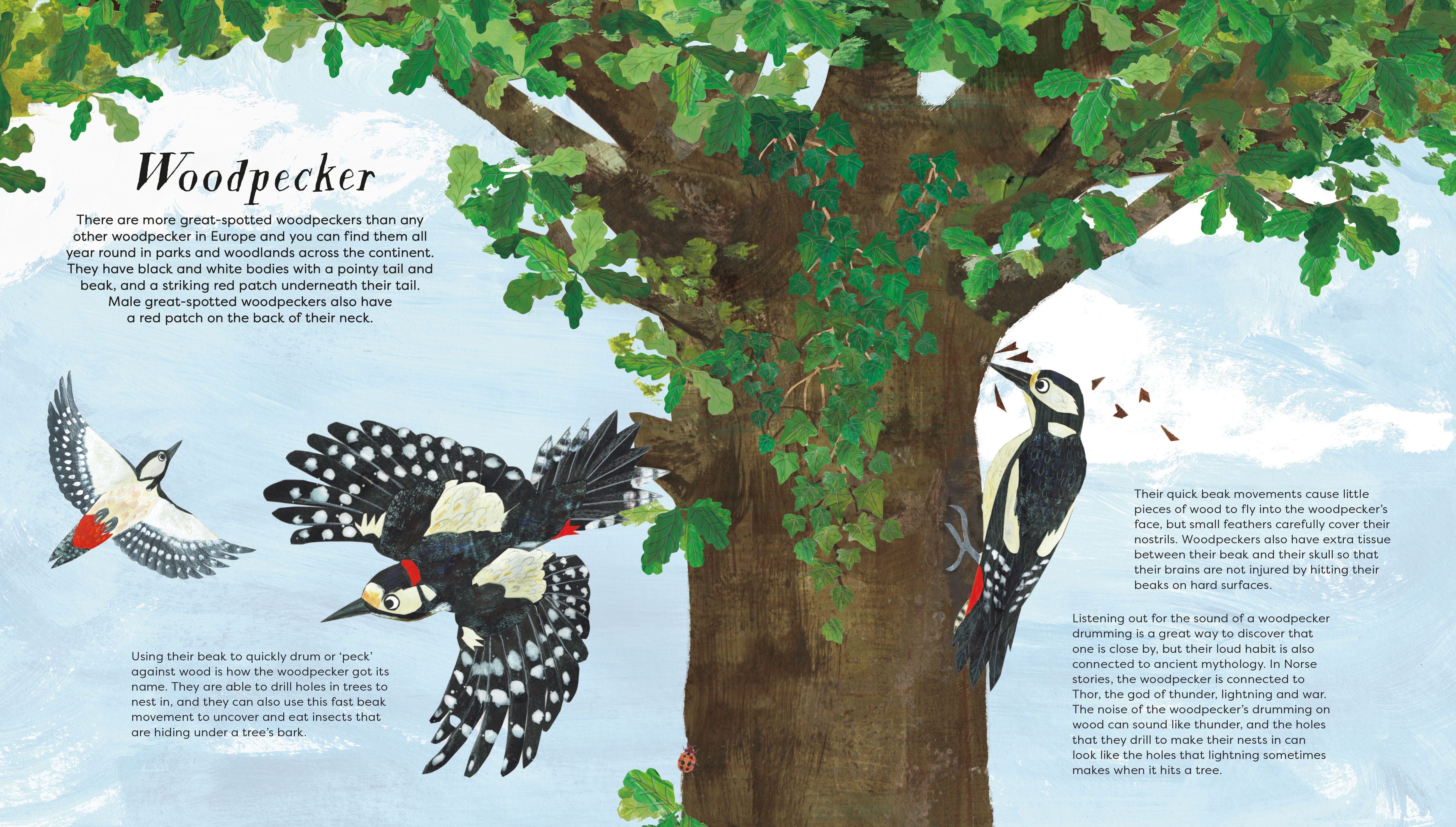 BIRDS OF A FEATHER (PRESS OUT) (NATIONAL TRUST) (HB)