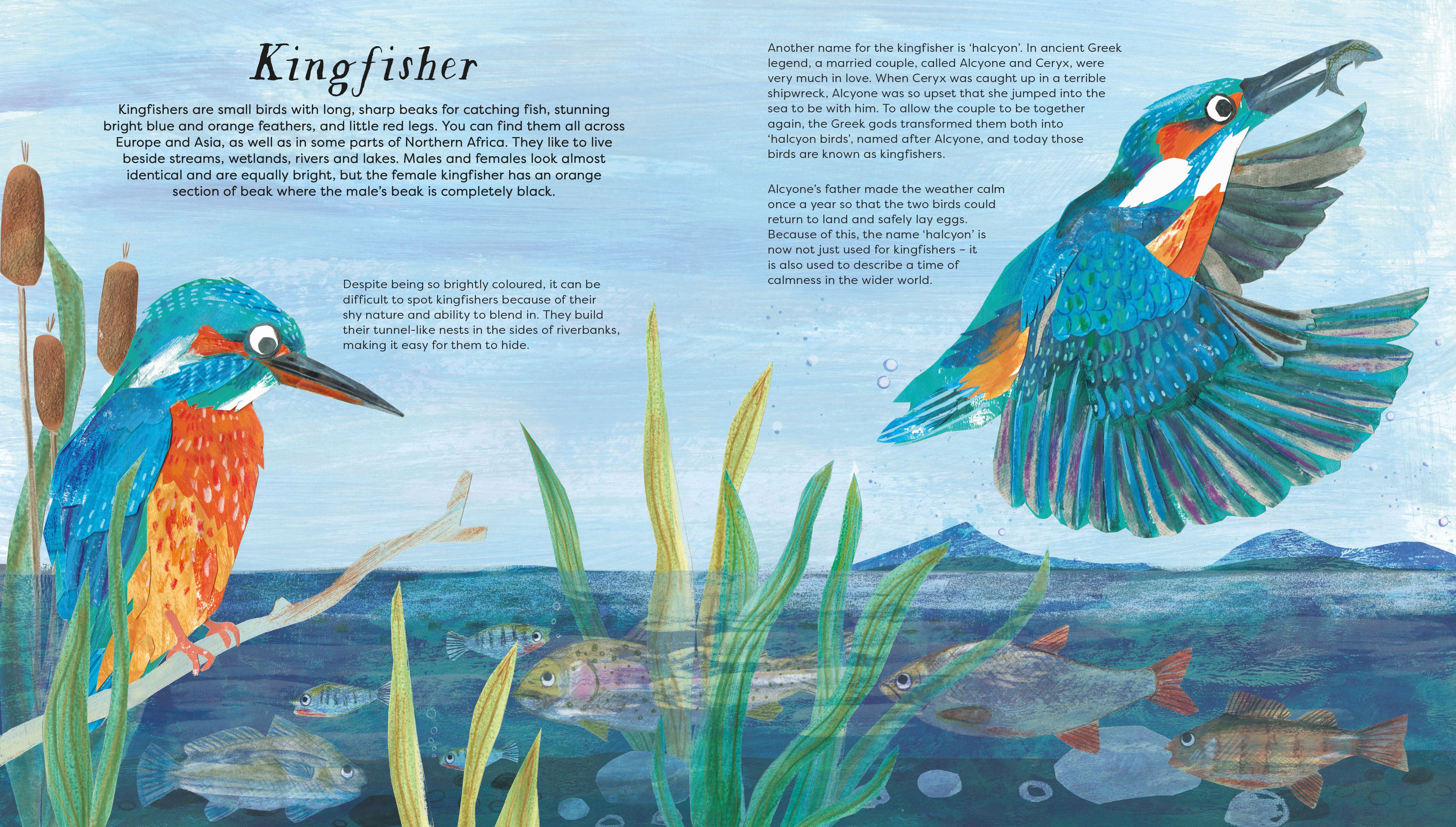 BIRDS OF A FEATHER (PRESS OUT) (NATIONAL TRUST) (HB)