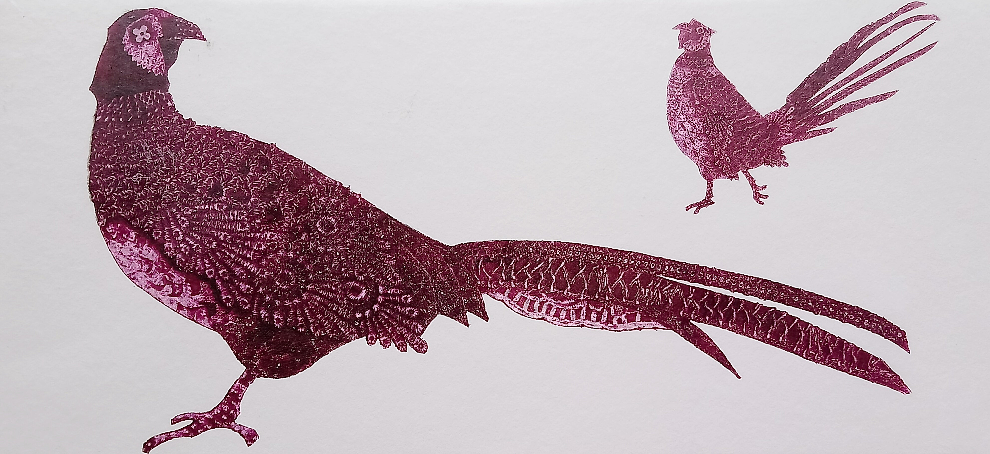 Pheasant Card by Natty Maid Illustration Printmaking and Design