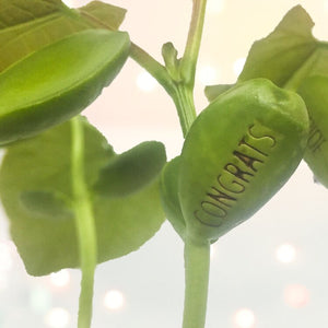 BRAND NEW HUMAN BEAN Magic Bean Card by Lucy & Lolly