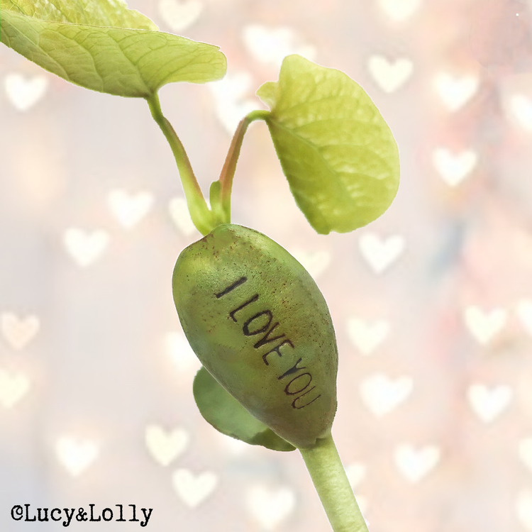 HAPPY FATHERS DAY PAPA BEAR! Magic Bean Card by Lucy & Lolly