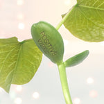 Load image into Gallery viewer, When it Rains look for Rainbows...Magic Bean Card by Lucy &amp; Lolly
